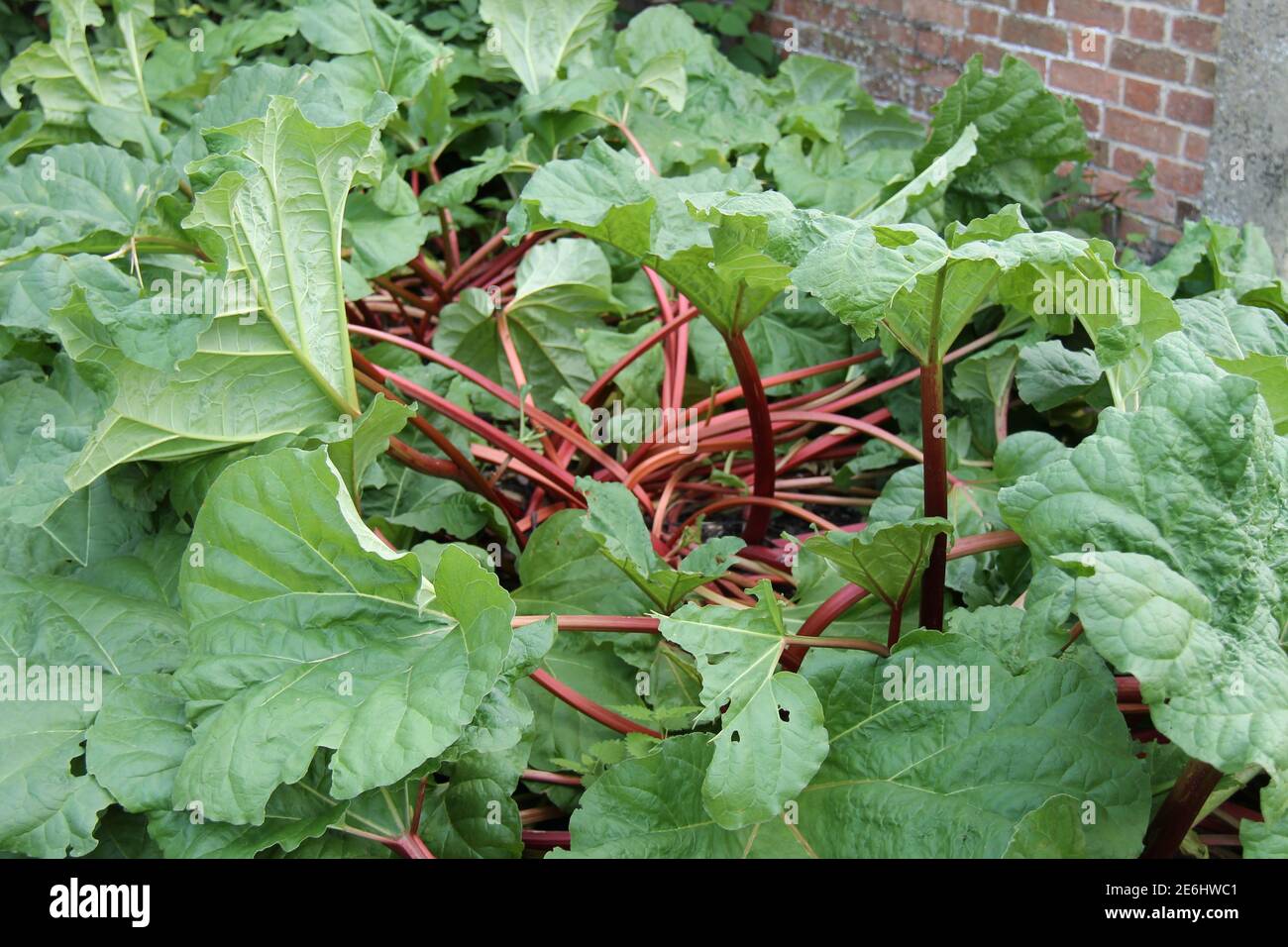 A Large and Healthy Red Stemmed Rhubarb Plant. Stock Photo