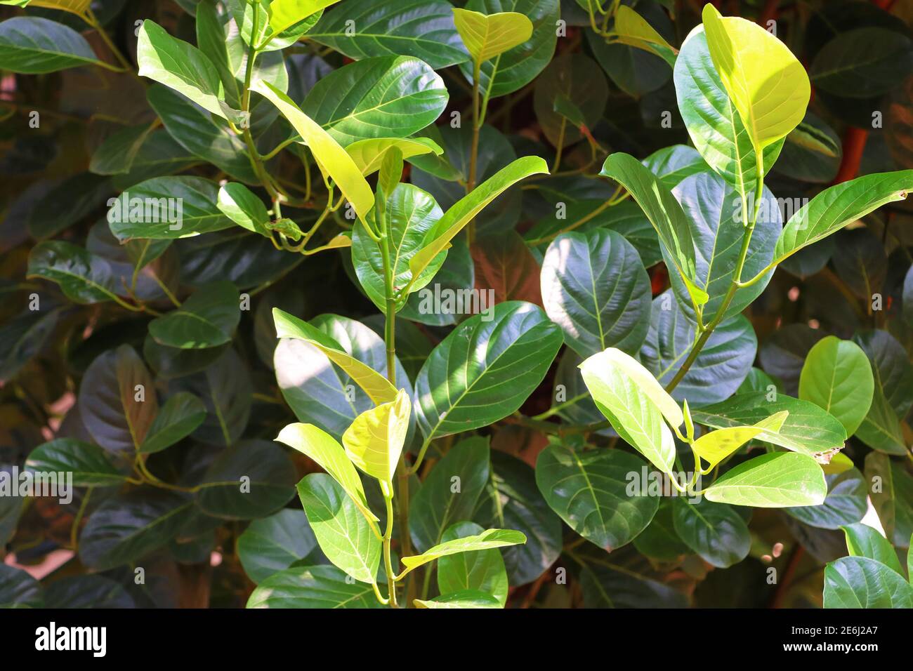 Closeup Image Of Beautiful Jackfruit Tree Leaves Stock Photo