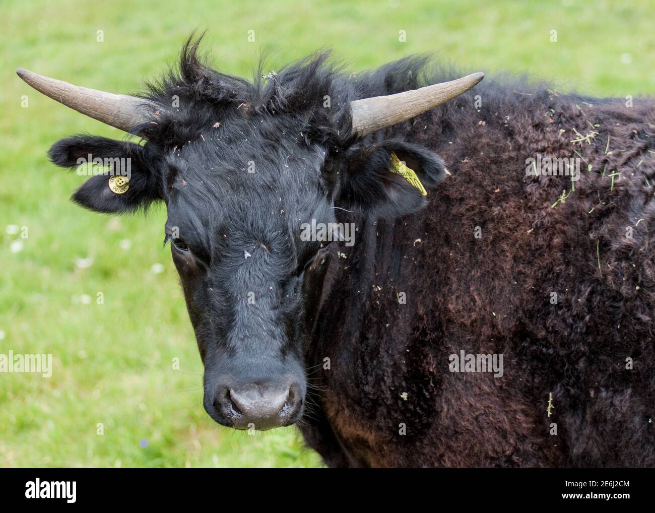 Mean look from a fierce and angry French bull Stock Photo