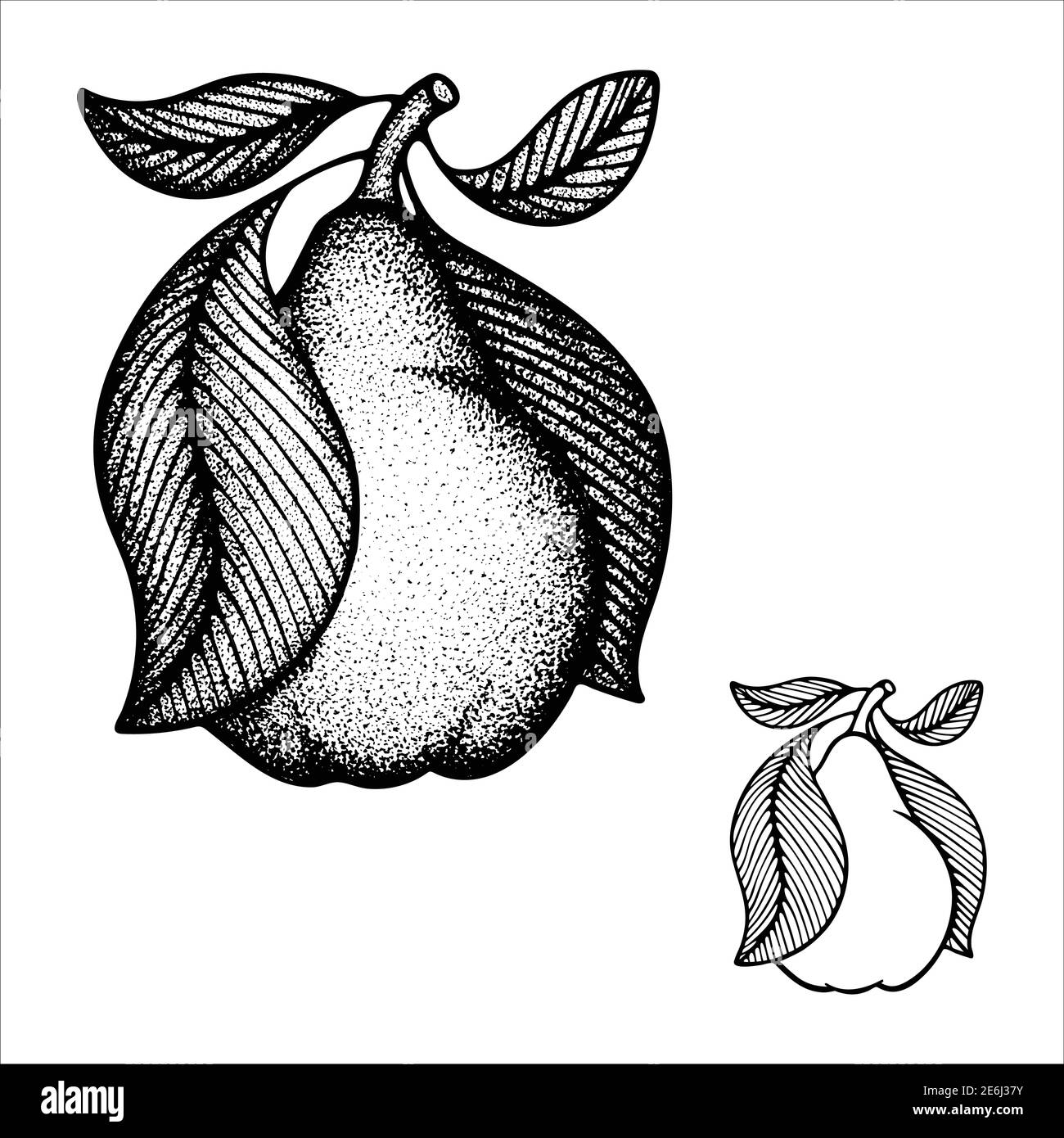 Pears hand drawn vintage style vector illustration. Engraving, retro style drawing pears with leaves. Dotted pears graphic. Part of set. Stock Vector