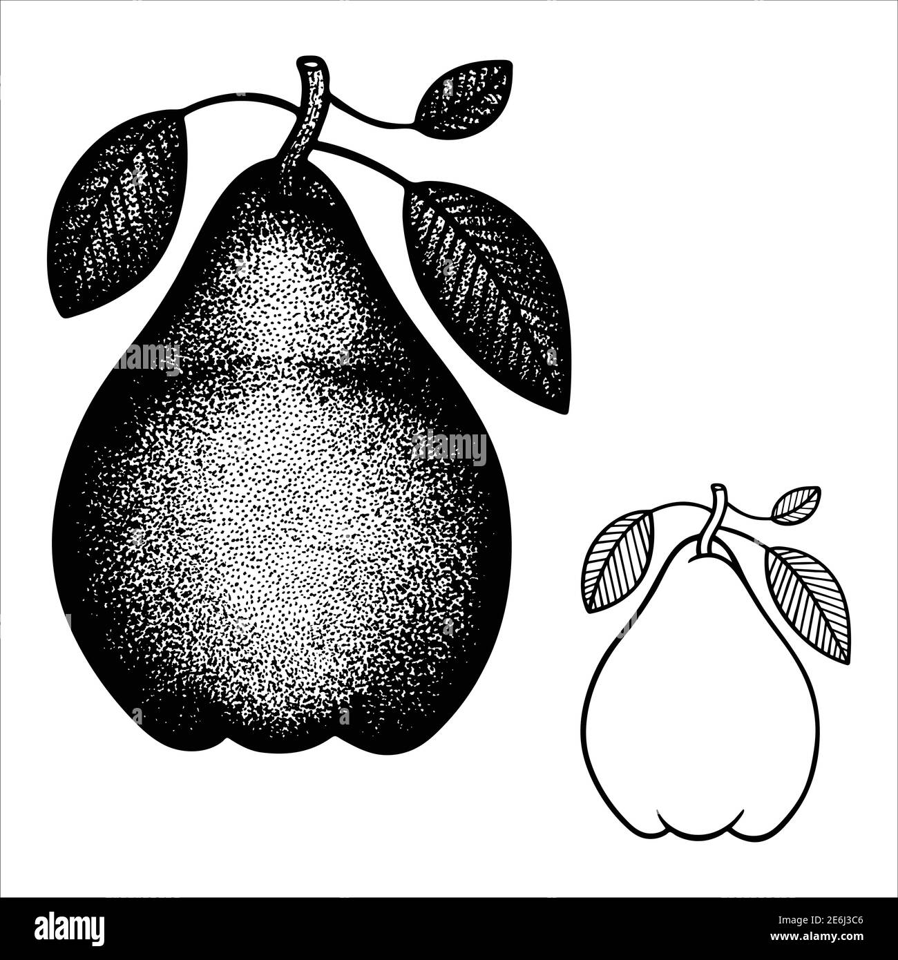 Pears hand drawn vintage style vector illustration. Engraving, retro