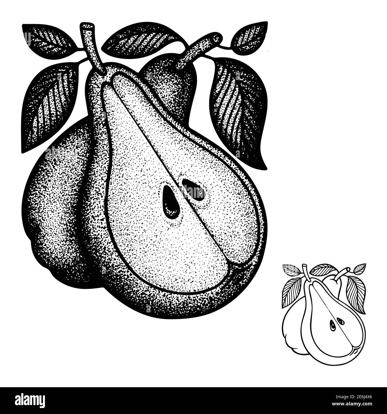 Pears hand drawn vintage style vector illustration. Engraving, retro style drawing pears with leaves. Dotted pears graphic. Part of set. Stock Vector