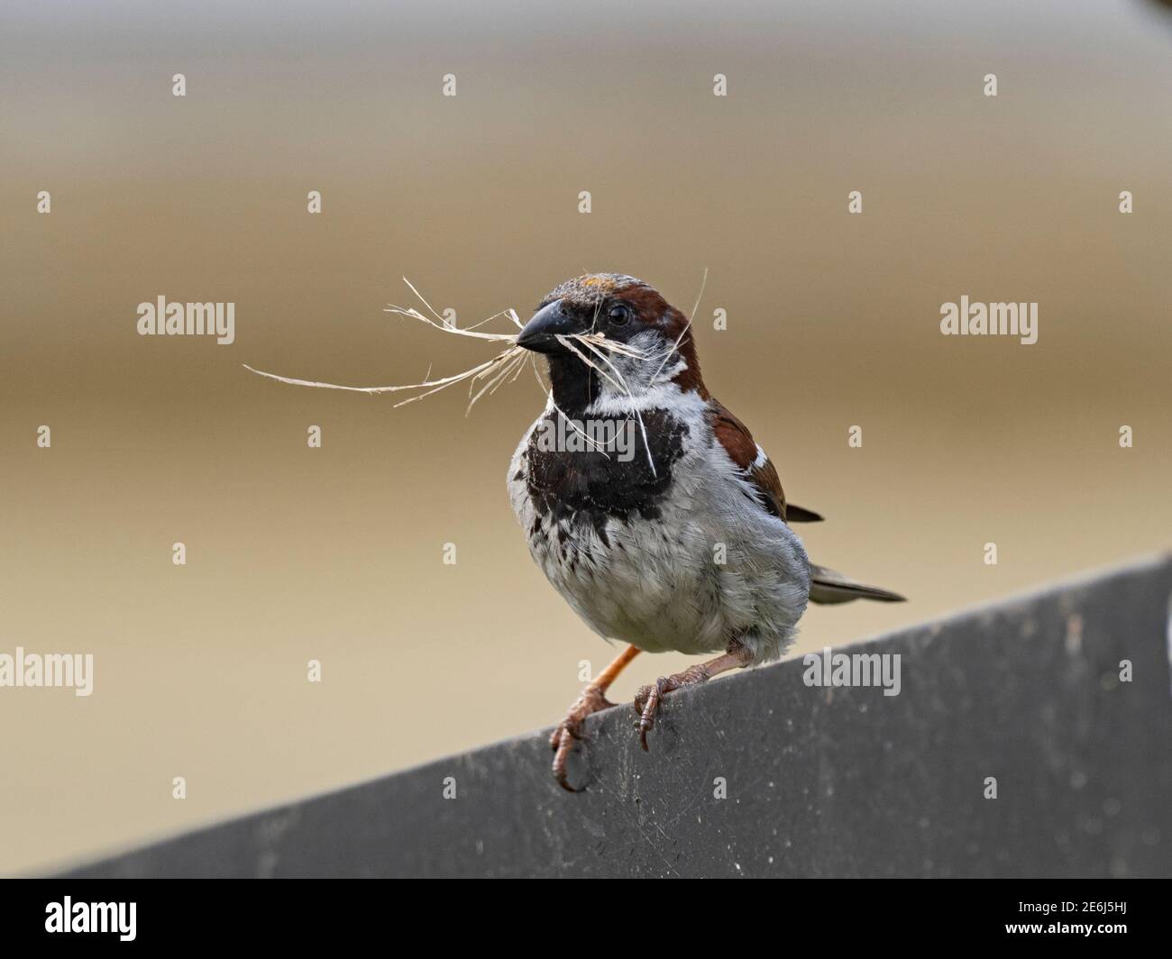Passer domesticus nest hi-res stock photography and images - Alamy