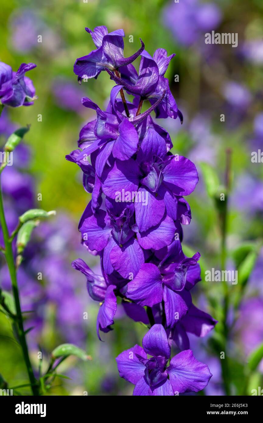 Consolida regalis var paniculatum a summer flowering plant with a purple blue summertime flower commonly known as larkspur, stock photo image Stock Photo