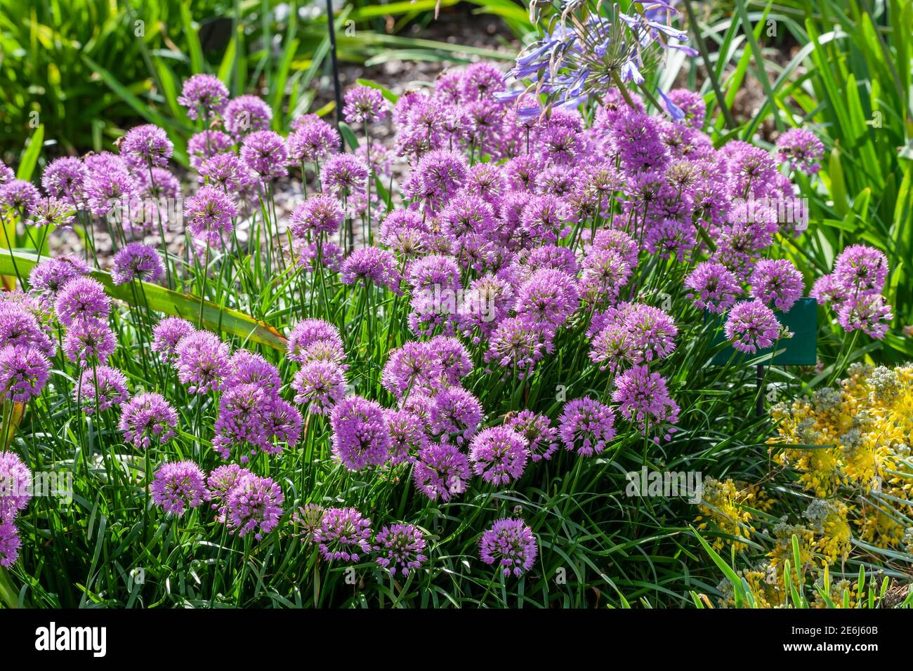 Allium carinatum subsp pulchellum 'Tubergens' a summer plant with a pink blue summertime flower in August and September and commonly known as flowerin Stock Photo