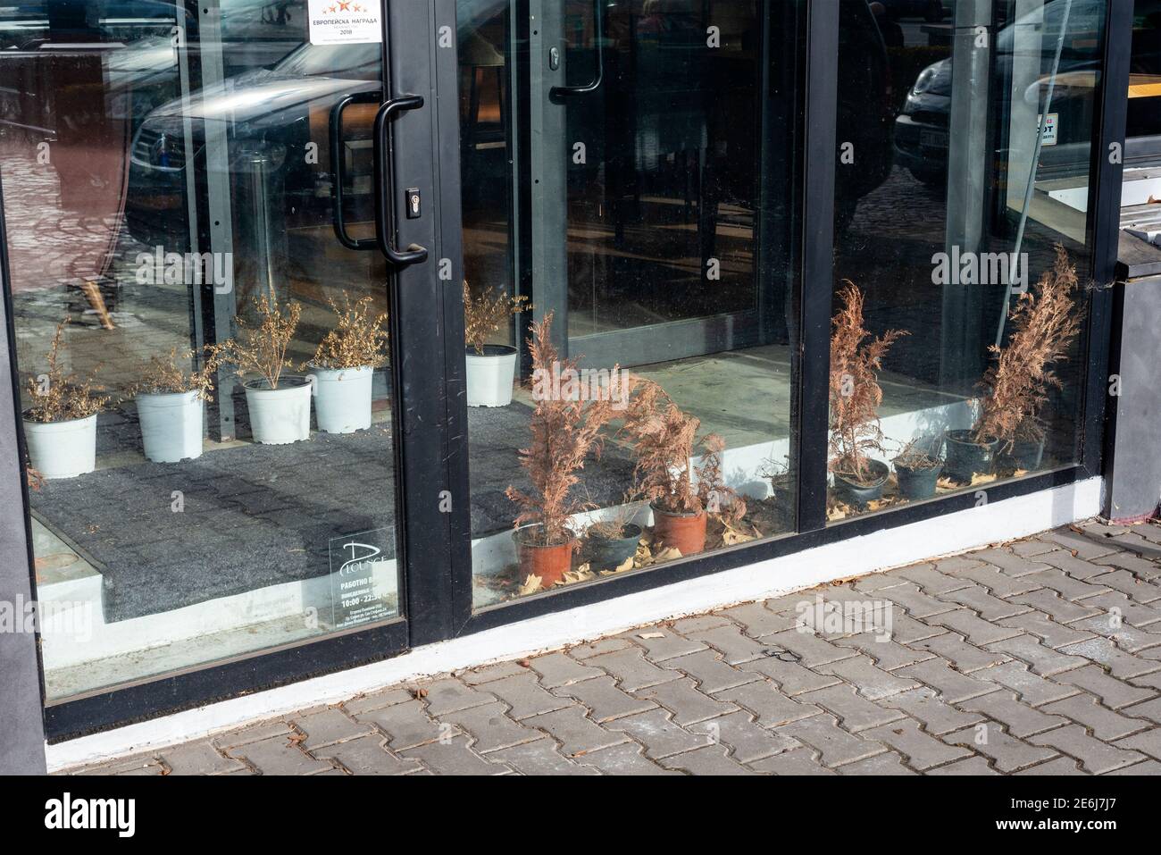 Dead flowers at a neglected closed down restaurant glass entrance facade due to the Covid-19 pandemic outbreak in Sofia Bulgaria Europe Stock Photo