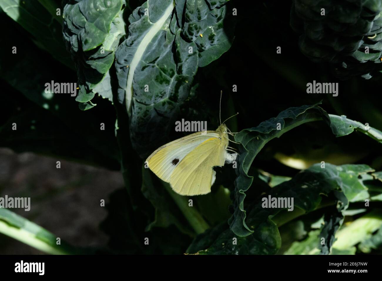 Female Cabbage White Butterfly deposits egg on underside of Kale leaf