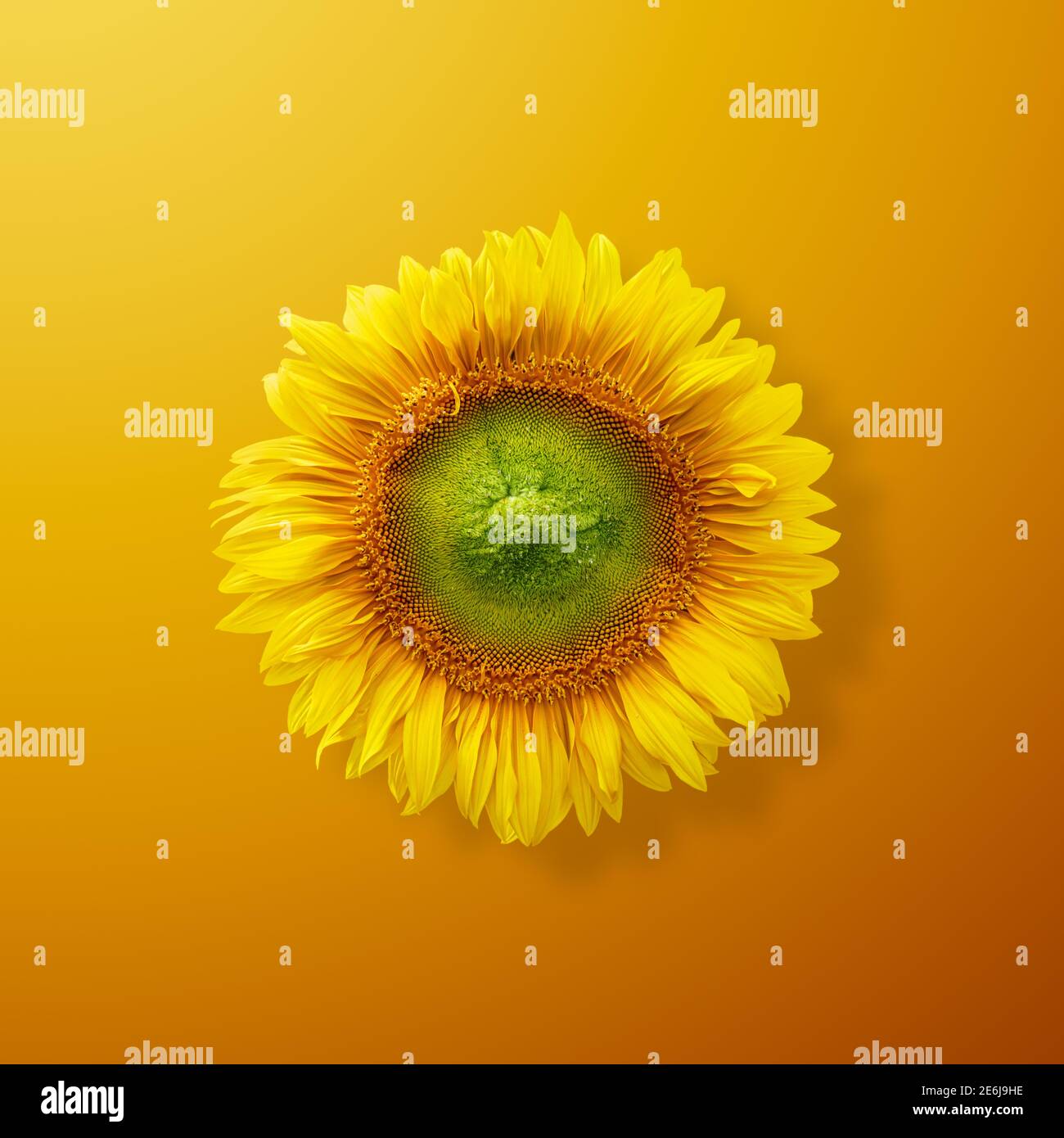 Sunflower on orange background, minimal design, top view Stock Photo