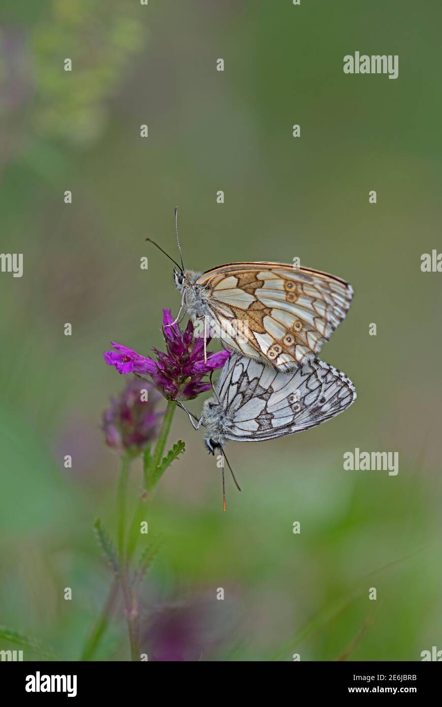 Marbled White Butterfly: Melanargia galathea. Pair mating. Surrey, UK. Stock Photo