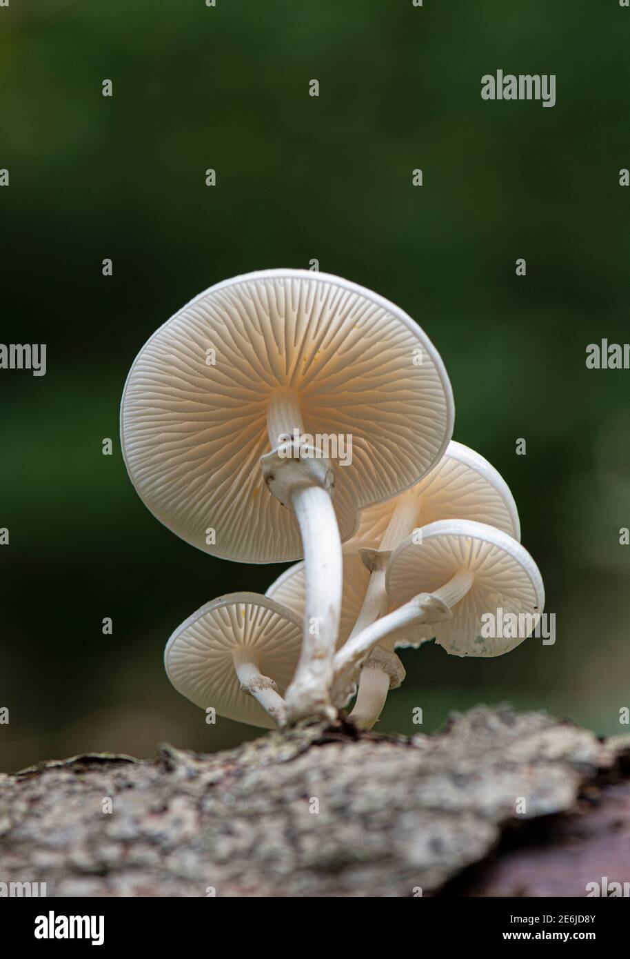 Porcelain Fungus: Oudemansiella mucida. On Beech.  Surrey, UK Stock Photo