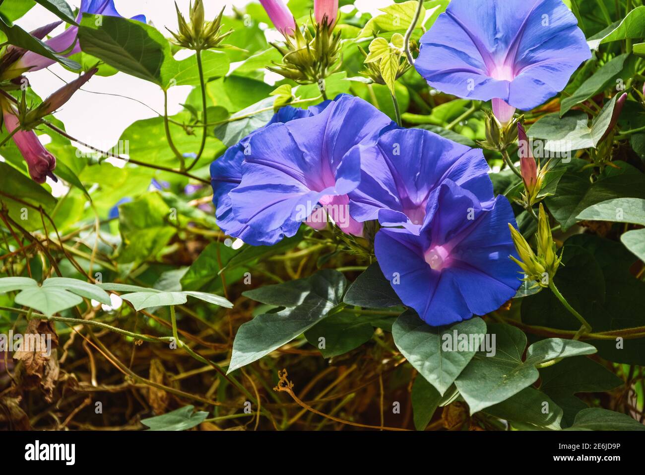 violet flowers with green leaves Stock Photo Alamy