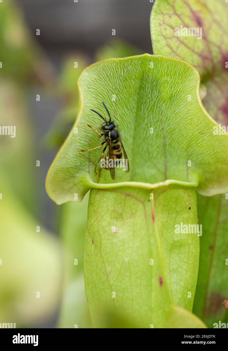 Carnivorous Pitcher Plant: Sarracenia sp., with wasp, about to fall into trap. Stock Photo