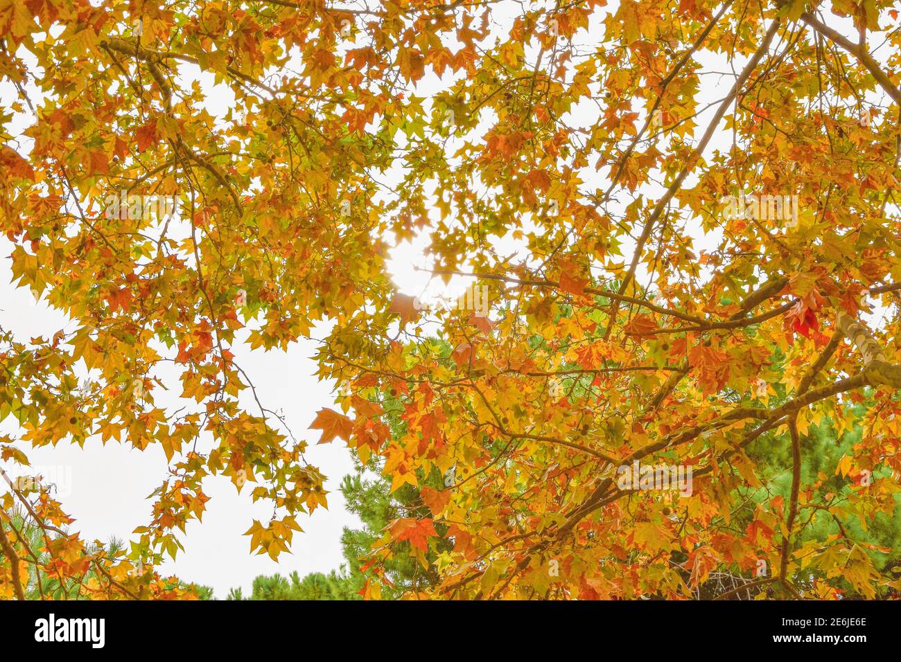 beautiful yellow, green and orange leaves of the trees Stock Photo