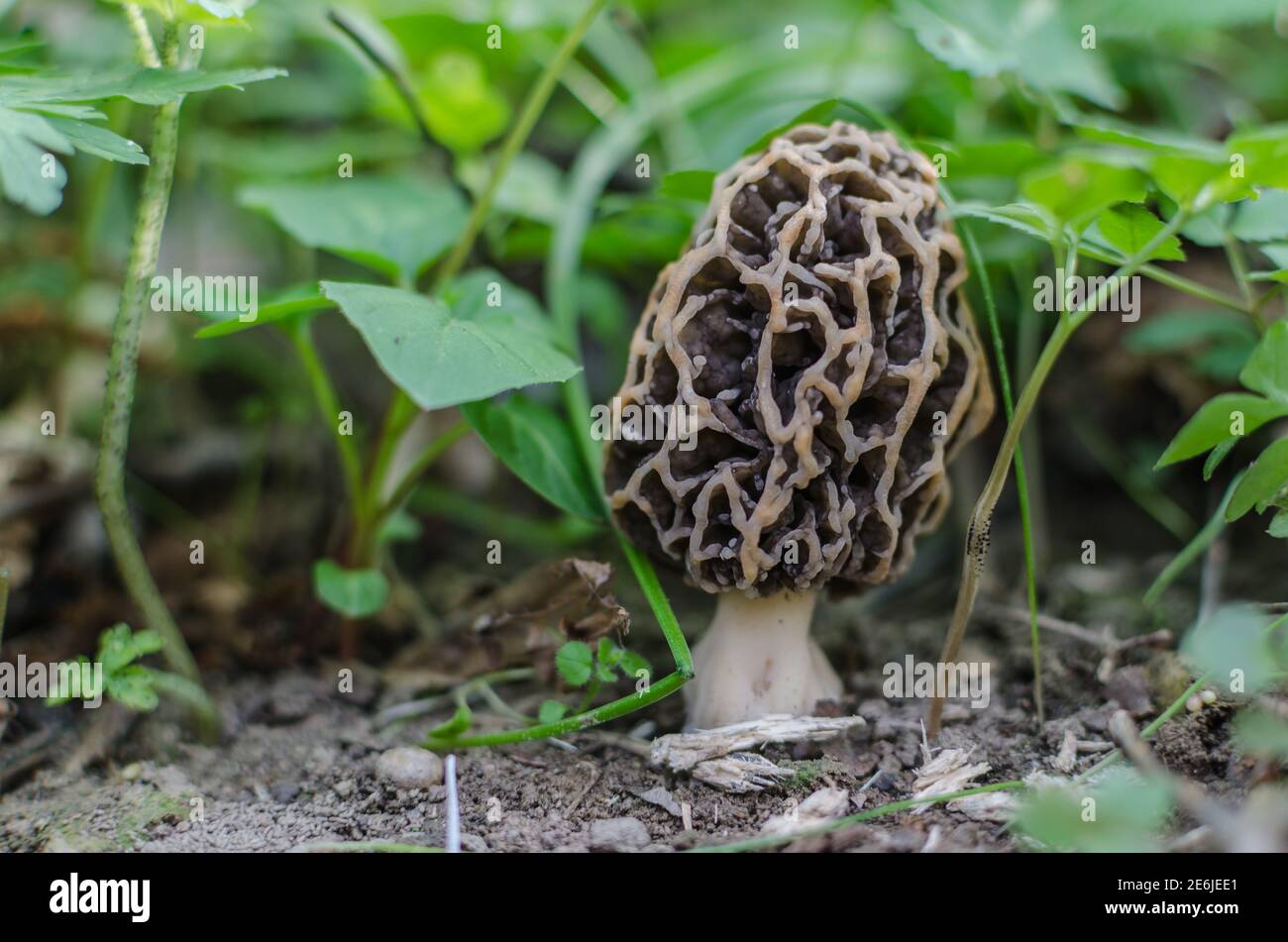 fresh morel in forest and spring Stock Photo Alamy