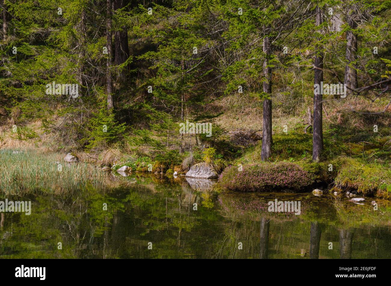 lake and green forest with reflection Stock Photo - Alamy