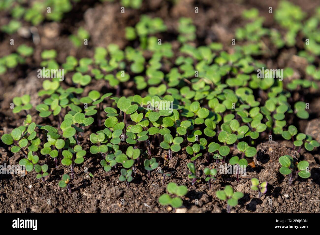 Mustard sprouts grown for organic fertilizer green manure siderates