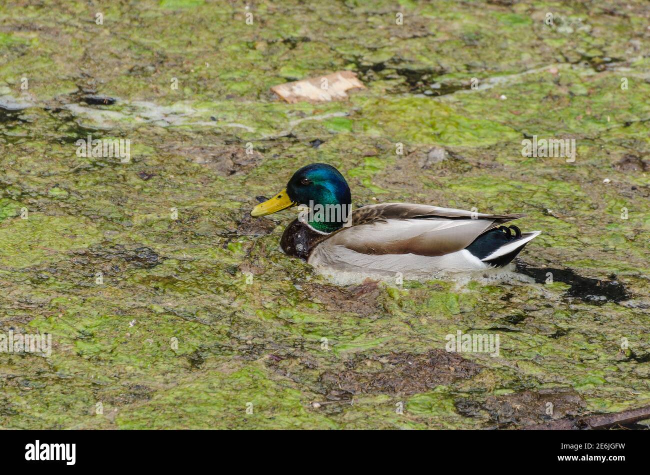 Muddy duck hires stock photography and images Alamy