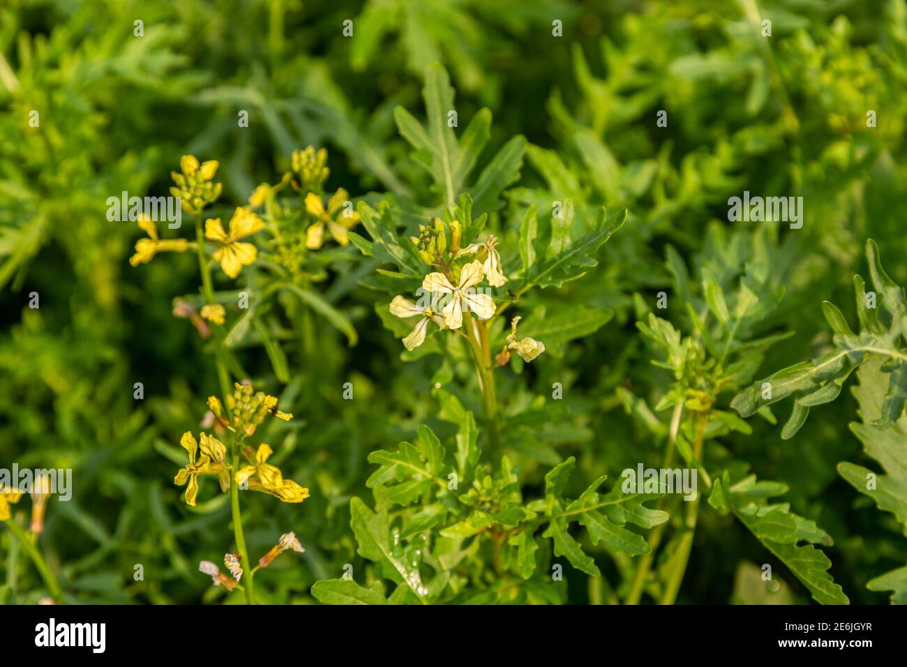 Rocket arugula hi-res stock photography and images - Alamy