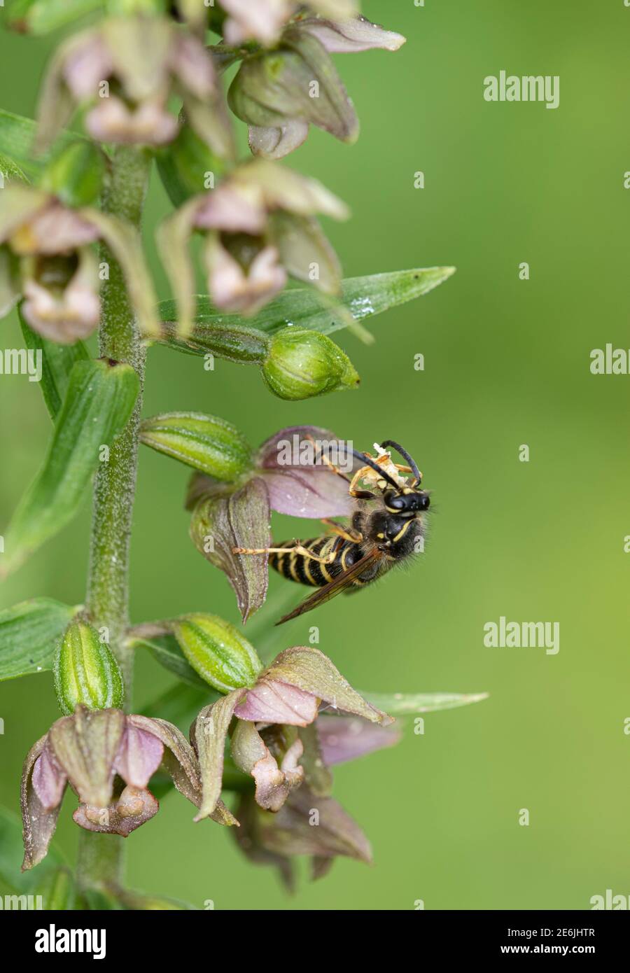 Broad Leaved Helleborine: Epipactis helleborine. Pollination by Saxon Wasp: Dolichovespula saxonica. Surrey, UK.  Note pollinia on Wasp’s head. Stock Photo