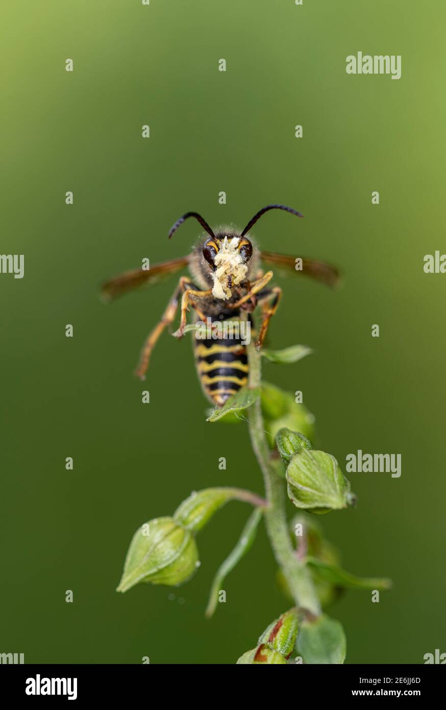 Broad Leaved Helleborine: Epipactis helleborine. Pollination by Saxon Wasp: Dolichovespula saxonica. Surrey, UK.  Note pollinia on Wasp’s head. Stock Photo