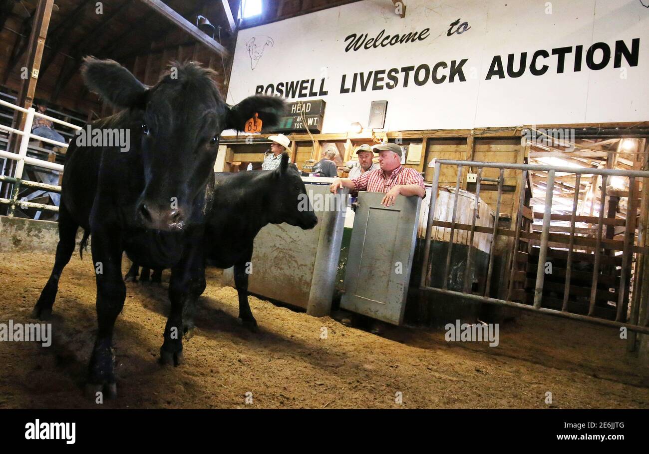 Livestock Auction Usa High Resolution Stock Photography and Images Alamy