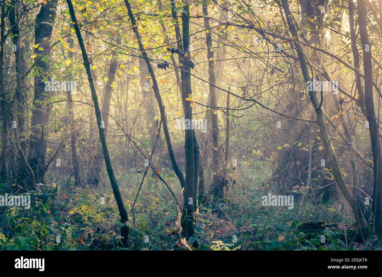 misty morning woods in autmn Stock Photo - Alamy