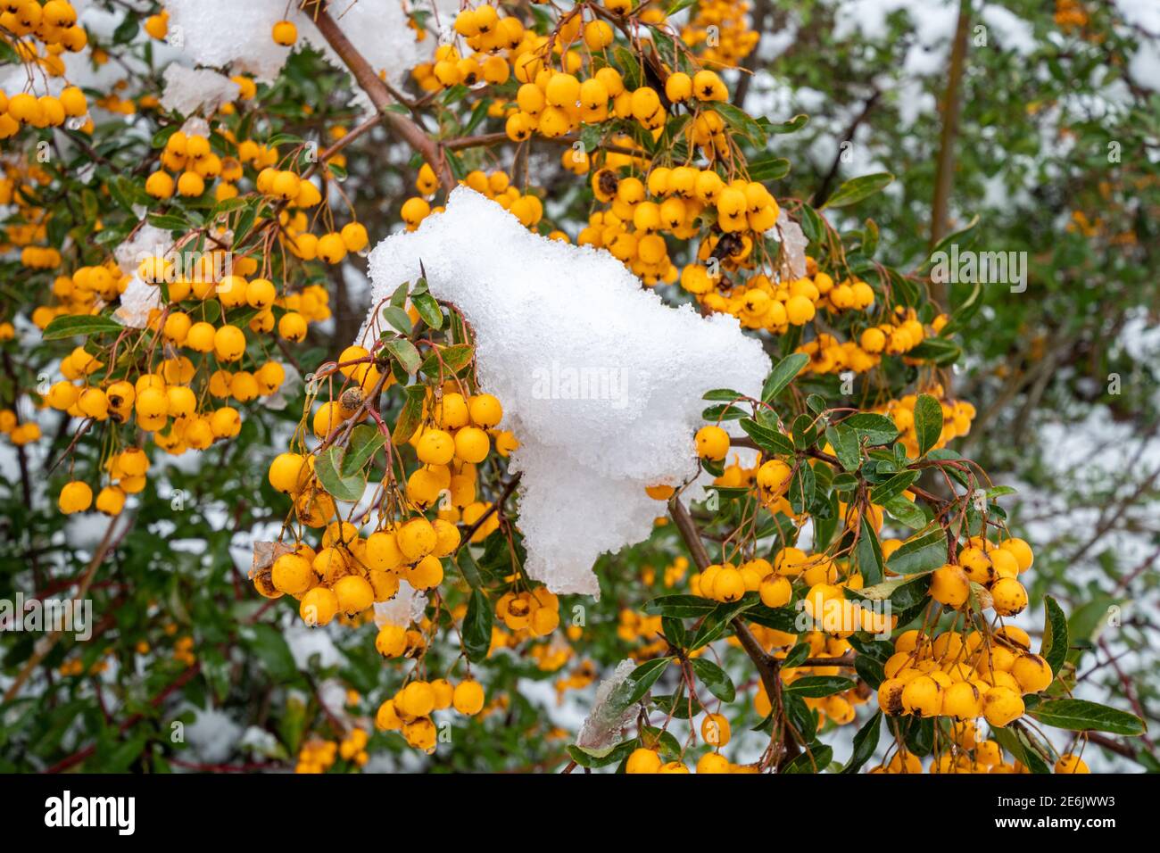 Pyracantha Saphyr Jaune ('Cadaune') firethorn (syn. Saphyr Yellow) berries in winter with snow, UK Stock Photo