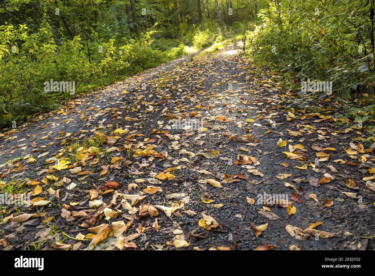 Colorful fallen leaves on a path in autumn Stock Photo - Alamy