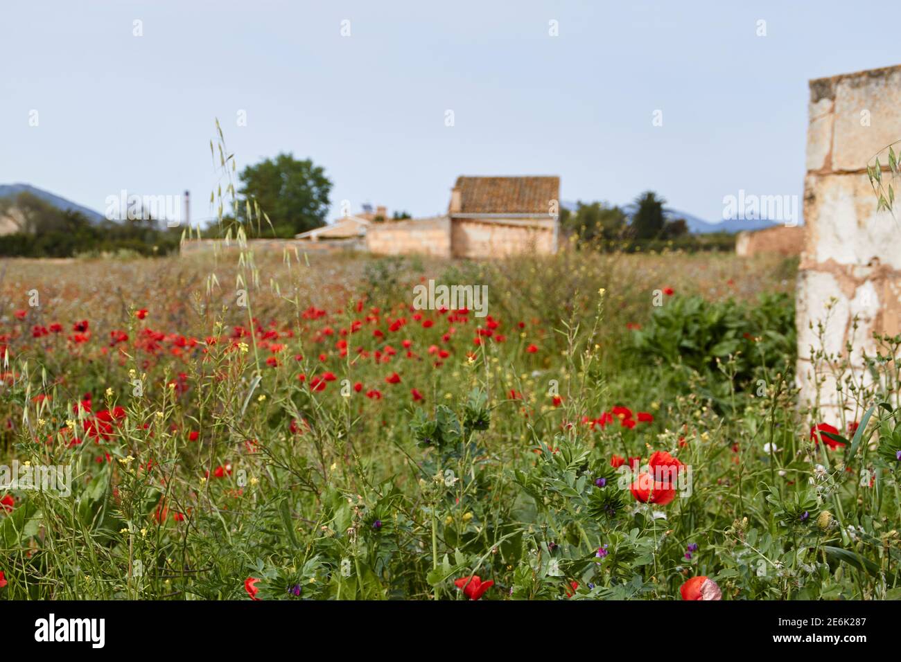 wildflower meadow on the balearic island Mallorca, Spain Stock Photo