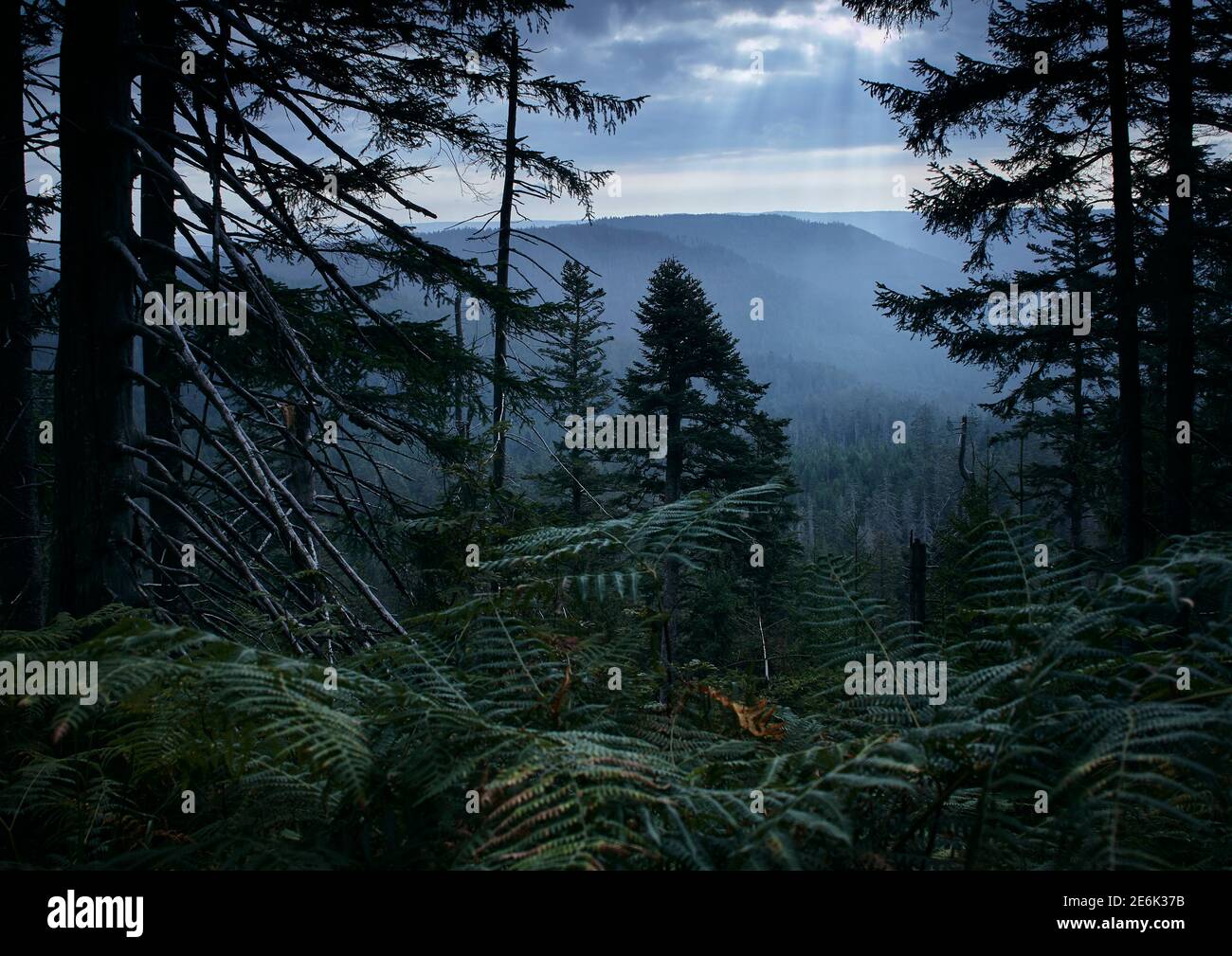Hiking through the Black Forest in Germany Stock Photo - Alamy