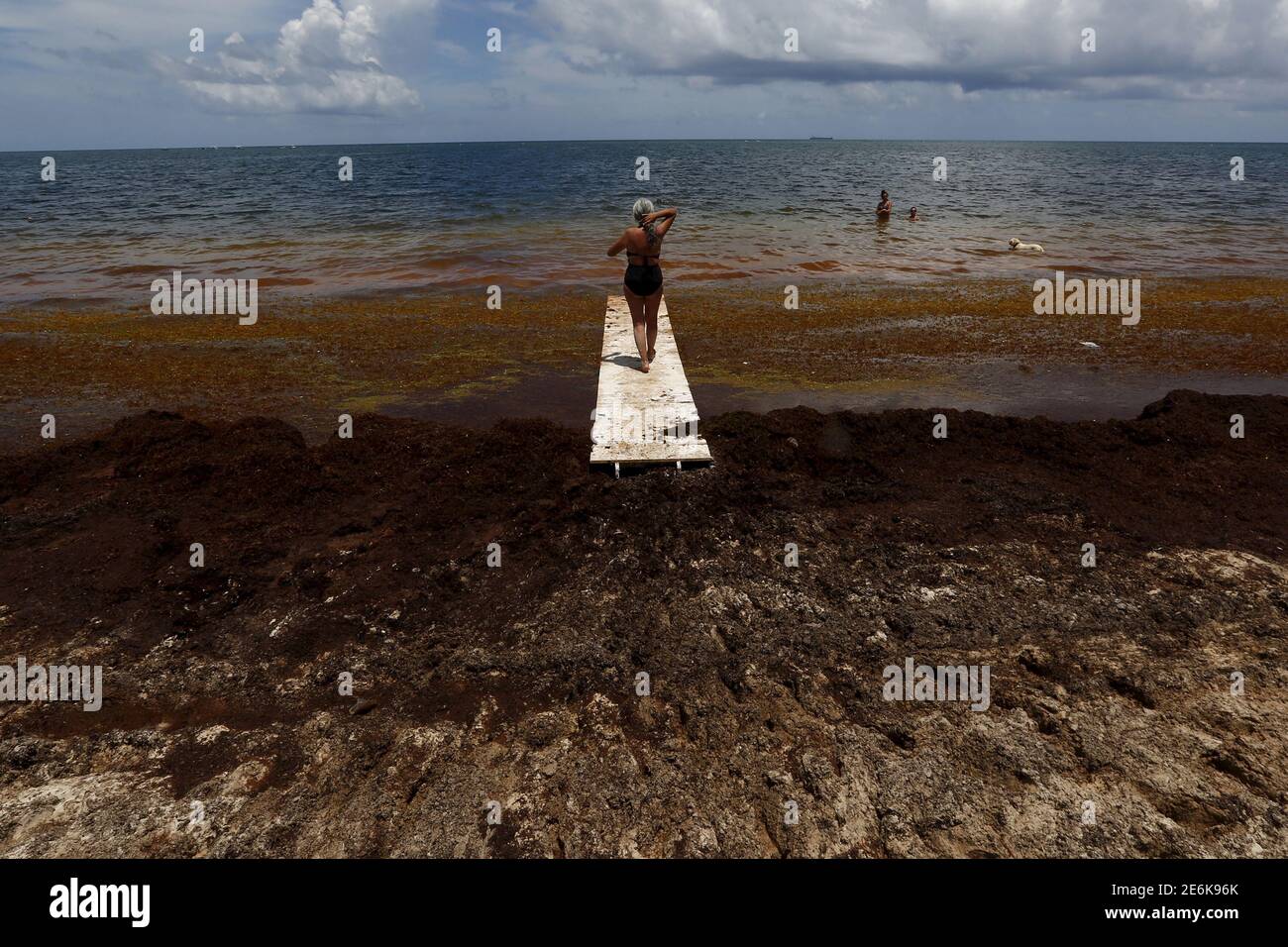 A woman walks on a makeshift bridge near Sargassum algae in Puerto Morelos, near Cancun, August 11, 2015. The Sargassum algae contains biting sand fleas and releases a pungent smell as it decomposes. It has choked beaches in resorts throughout the Caribbean including Cancun this season, prompting local authorities to launch a large-scale clean-up operation.  REUTERS/Edgard Garrido PICTURE 11 OF 34 FOR WIDER IMAGE STORY 'EARTHPRINTS: CANCUN'SEARCH 'EARTHPRINTS CANCUN' FOR ALL IMAGES Stock Photo