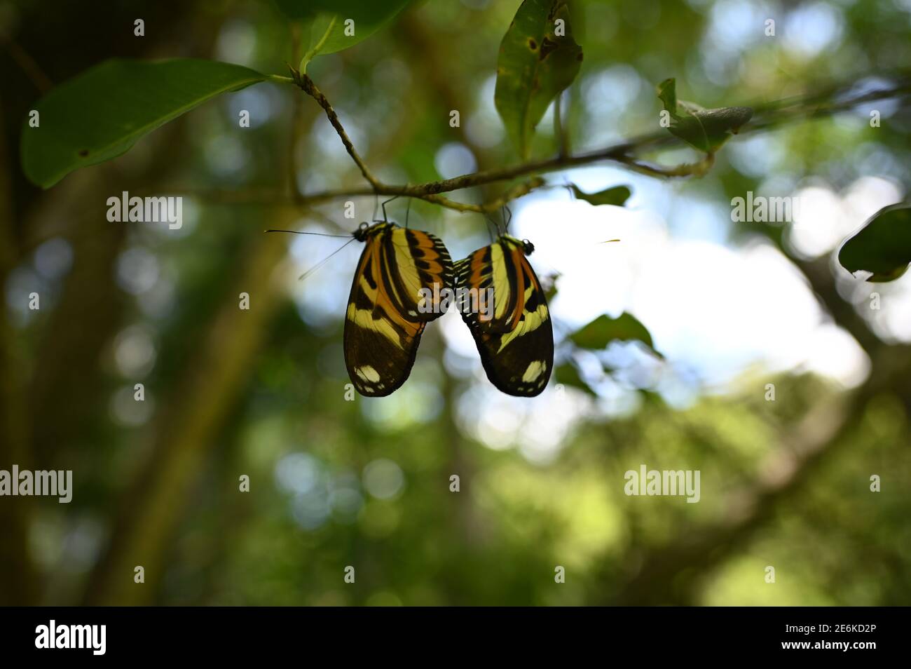 Jungle butterflies hires stock photography and images Alamy