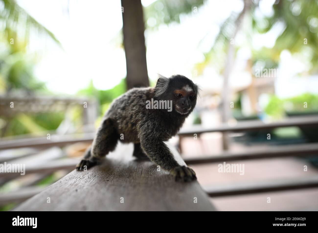 Macaco Sagui Na Floresta Tropical Do Rio De Janeiro Foto de Stock - Imagem  de habitat, exterior: 255482272