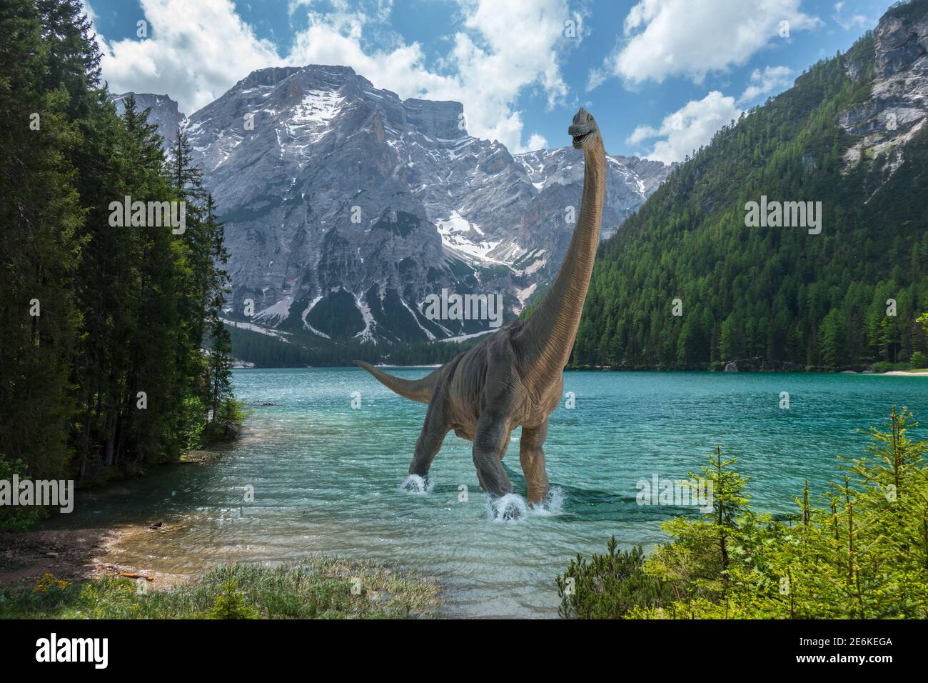 Brachiosaurus walks alone into cold lake before dinosaurs extinction. Snow on the mountains in the background. Stock Photo