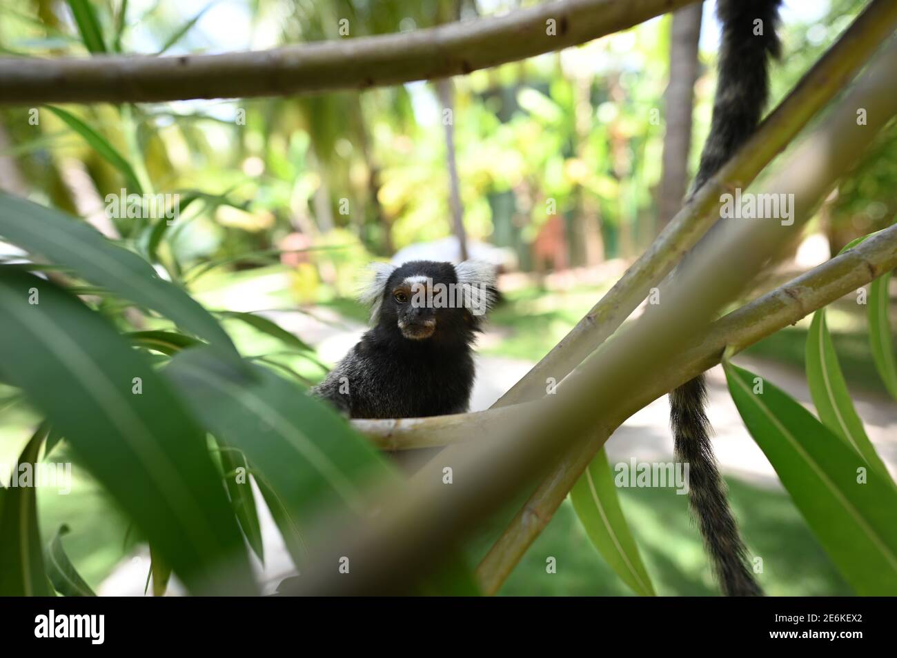 marmoset monkey or brazilian sagui monkey Stock Photo