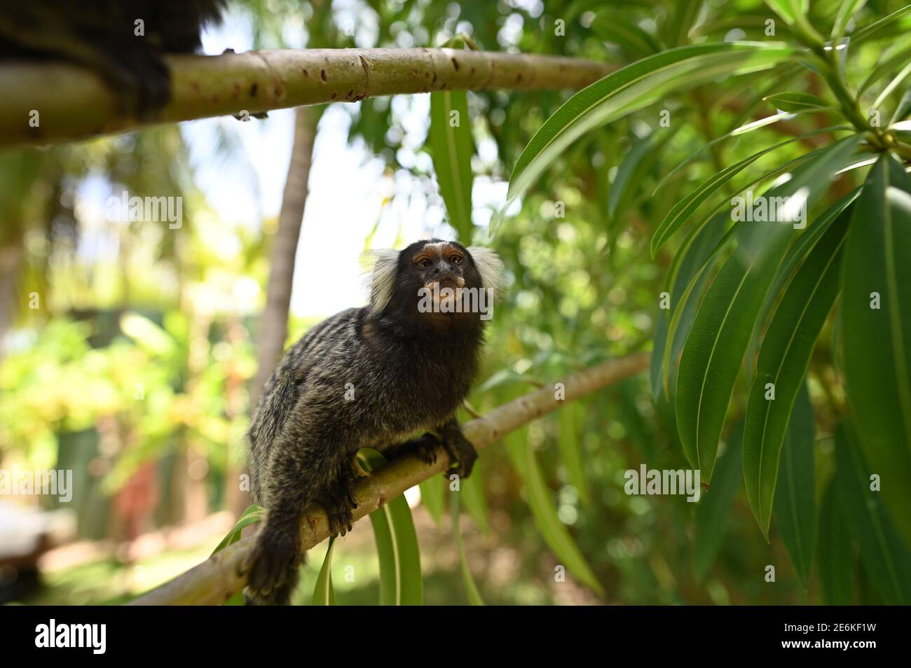 Macaco De Sagui Ou De Sagui Imagem de Stock - Imagem de brasil,  naturalizado: 146655377