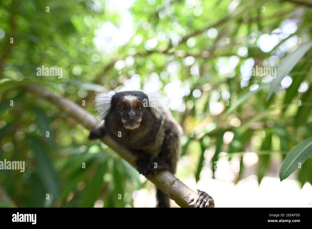 Macaco Sagui Na Floresta Tropical Do Rio De Janeiro Foto de Stock - Imagem  de habitat, exterior: 255482272