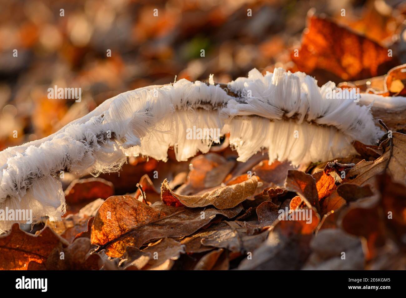 Hair ice, Ice hair on wood, hairy ice look like white hair, fine ice