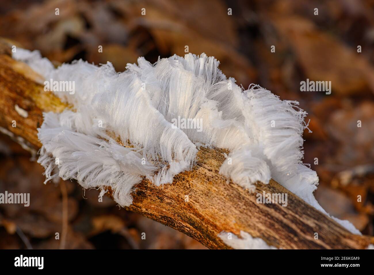 Hair ice, Ice hair on wood, hairy ice look like white hair, fine ice