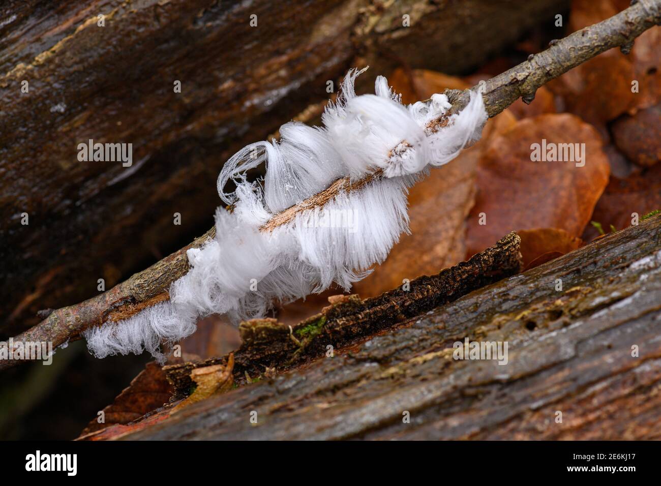 Hair ice on a beech branch, Hair ice, Ice hair on wood, hairy ice look
