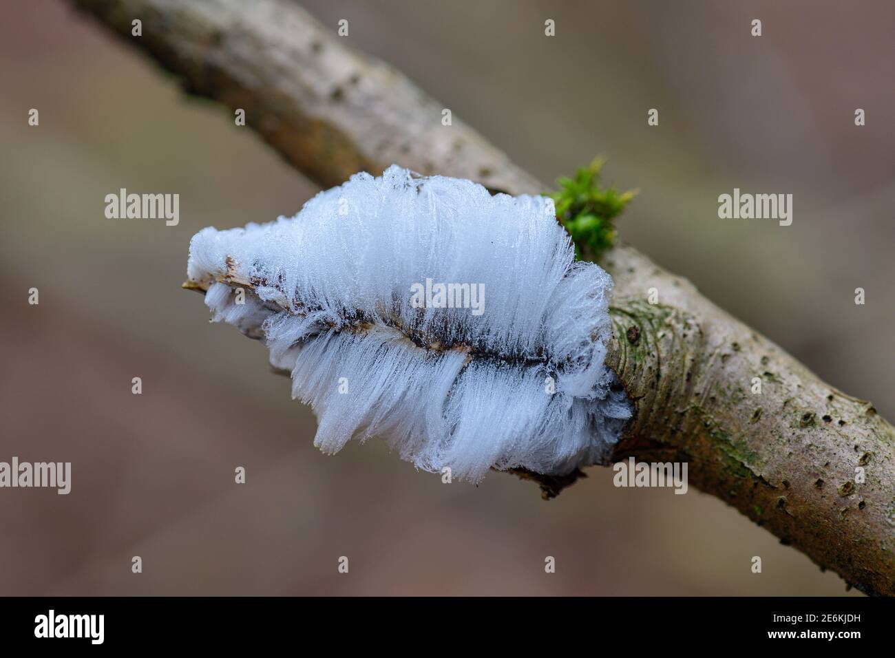 Hair ice on a beech branch, Hair ice, Ice hair on wood, hairy ice look