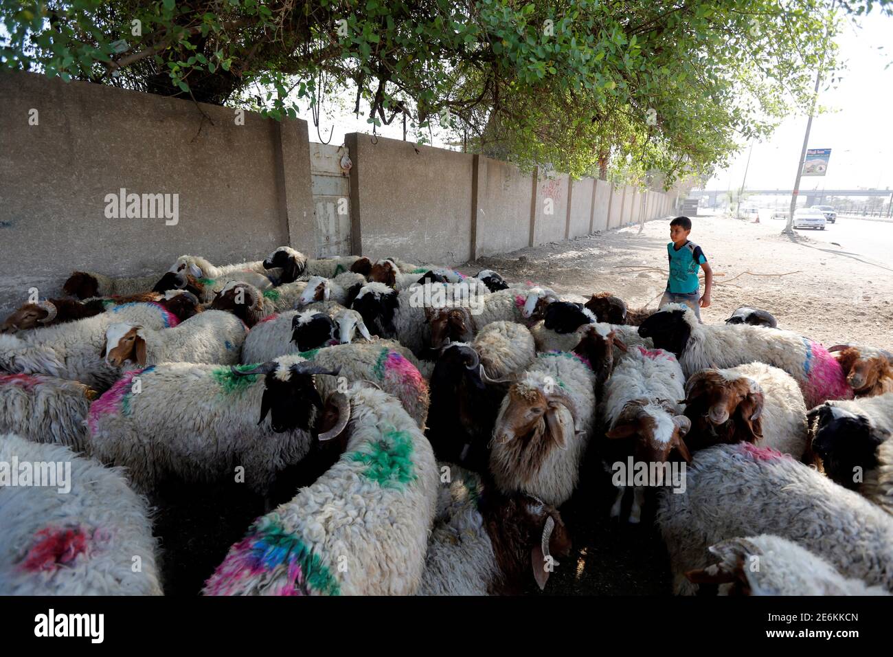Iraq animal hi-res stock photography and images - Page 6 - Alamy