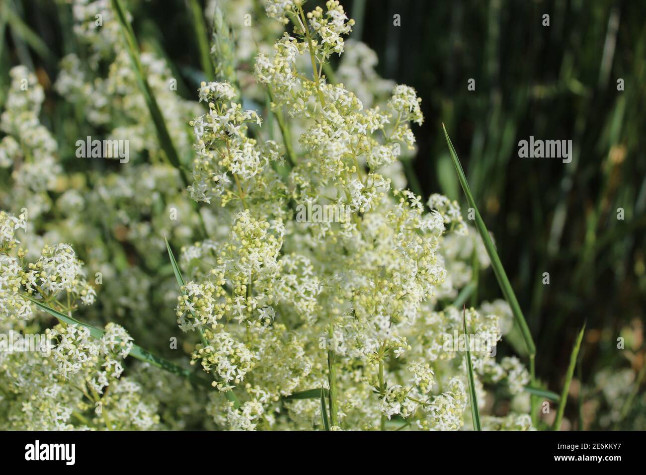 white bedstraw in a meadow Stock Photo