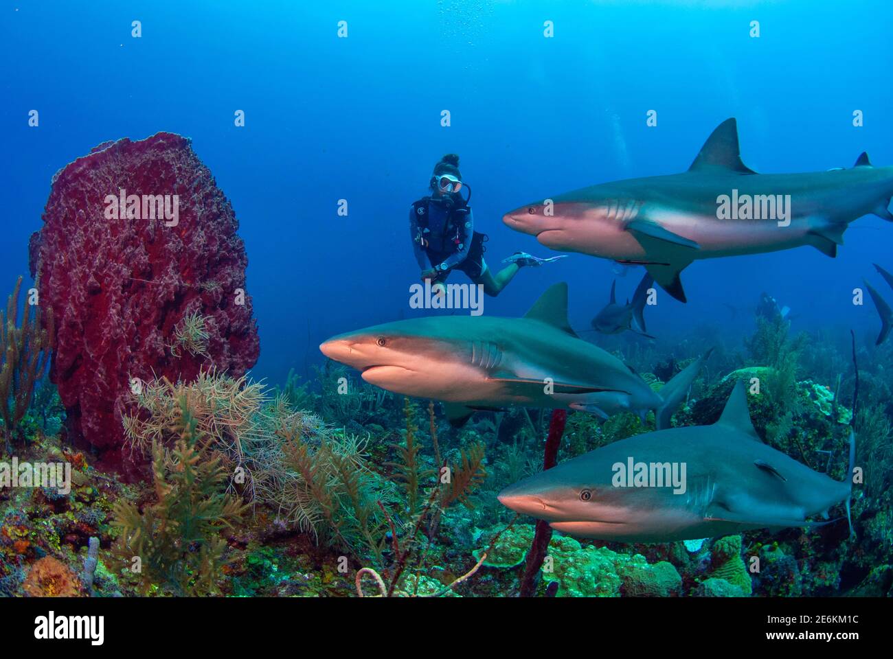 Female diver swimming with Caribbean reef sharks (Carcharhinus perezi) and giant barrel sponge (Xestospongia muta) in the Caribbean sea at Cordelia Ba Stock Photo