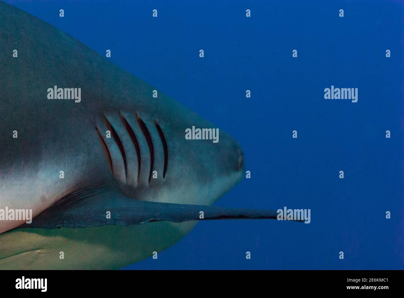 Belize reef shark hires stock photography and images Alamy