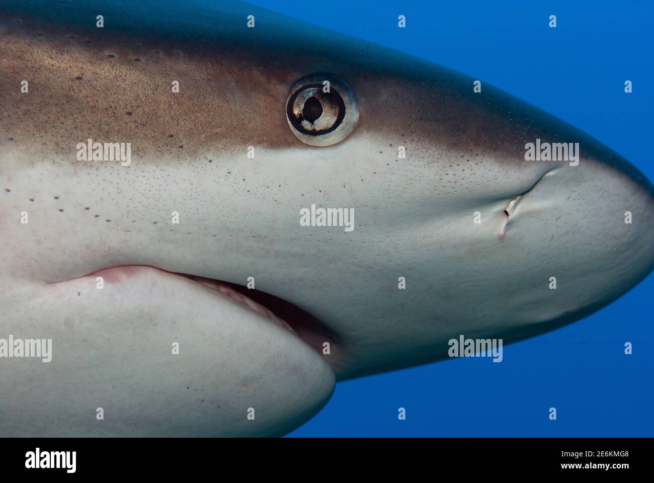 Ampullae Of Lorenzini In Sharks
