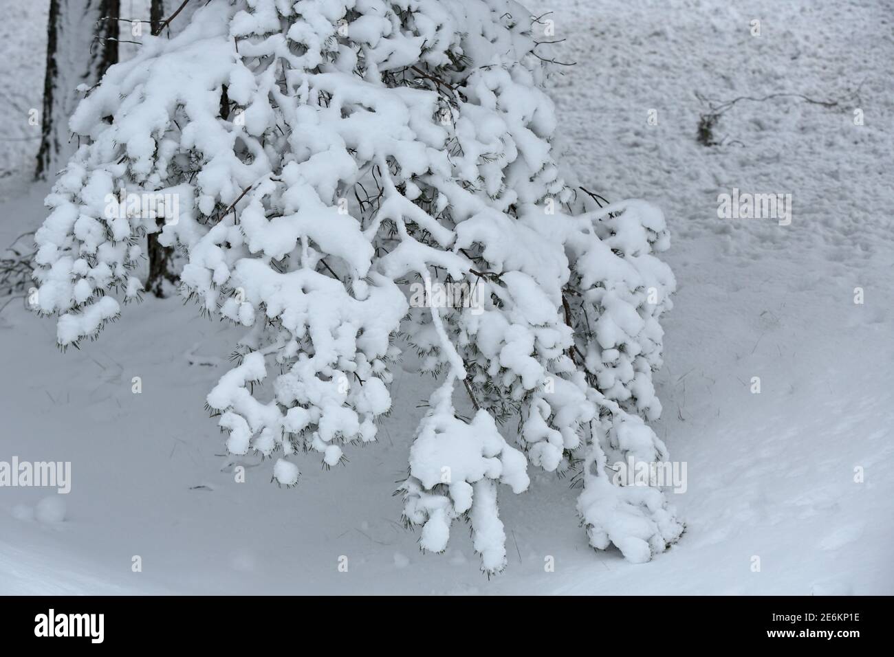 The snowy pine branch bends due to the weight of the snow Stock Photo ...