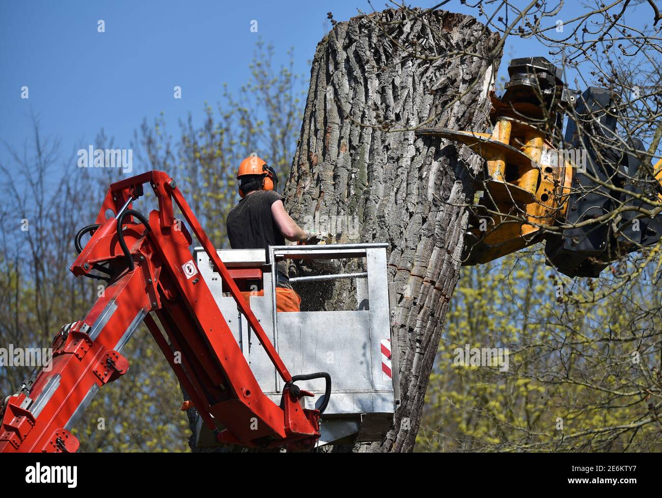 To Cut A Tree Stock Photo Alamy