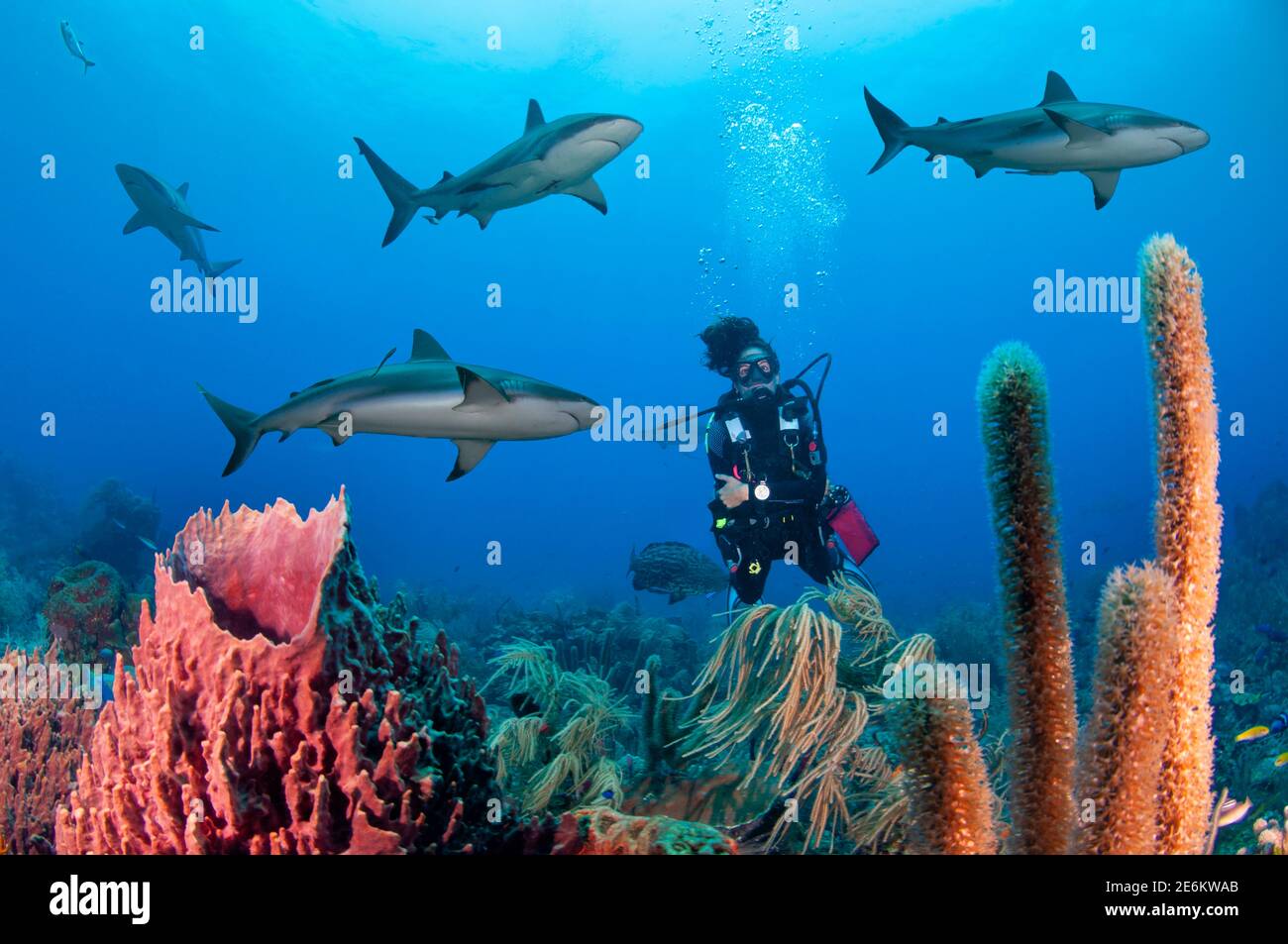 Scuba diver swimming with Caribbean reef shark (Carcharhinus perezi) over a Giant barrel sponge (Xestospongia muta), scuba diving at Cordelia Bank, Ro Stock Photo