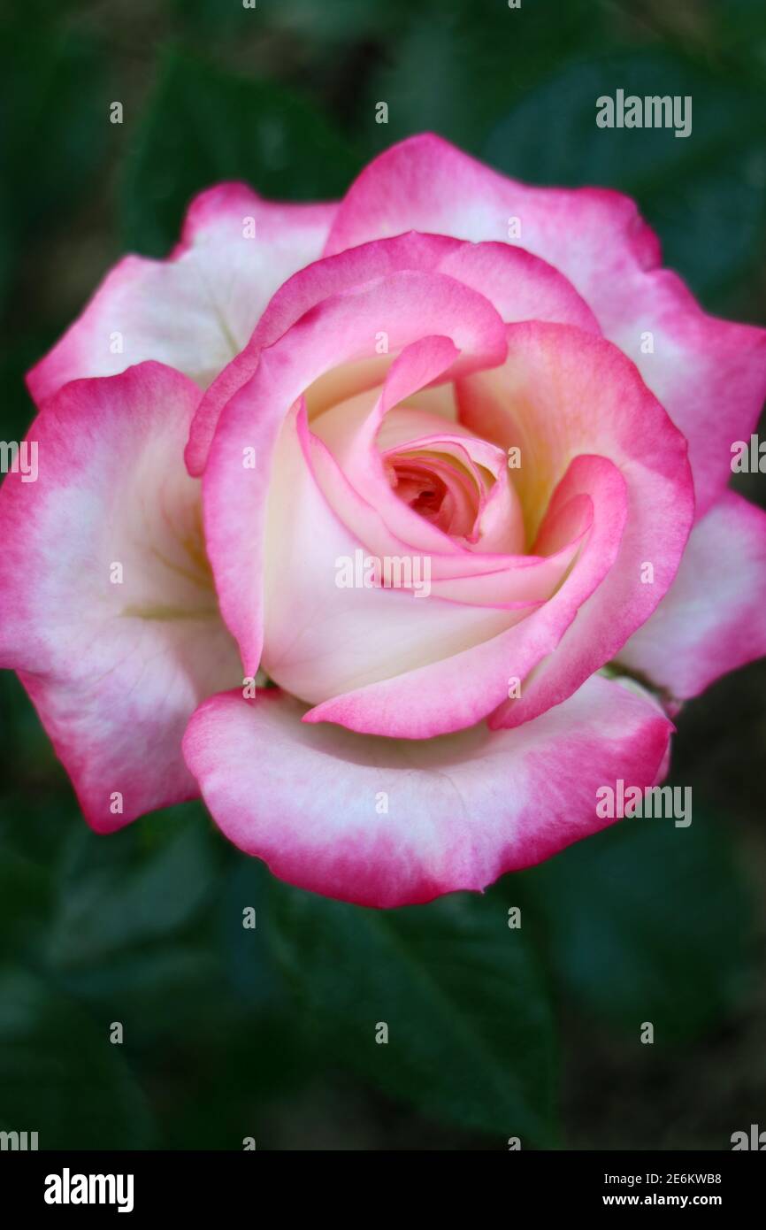 Rose with pink-white petals and green leaves, colorful rose in the garden, rose head macro, beauty in nature, floral photo, macro photography, stock Stock Photo